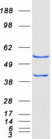 CAP2 Protein - Purified recombinant protein CAP2 was analyzed by SDS-PAGE gel and Coomassie Blue Staining
