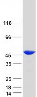 CAPG Protein - Purified recombinant protein CAPG was analyzed by SDS-PAGE gel and Coomassie Blue Staining