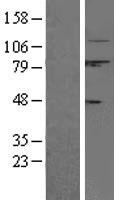 CAPN1 / Calpain 1 Protein - Western validation with an anti-DDK antibody * L: Control HEK293 lysate R: Over-expression lysate
