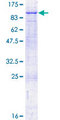 CAPN10 / Calpain 10 Protein - 12.5% SDS-PAGE of human CAPN10 stained with Coomassie Blue
