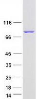 CAPN12 / Calpain 12 Protein - Purified recombinant protein CAPN12 was analyzed by SDS-PAGE gel and Coomassie Blue Staining