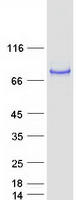 CAPN13 / Calpain 13 Protein - Purified recombinant protein CAPN13 was analyzed by SDS-PAGE gel and Coomassie Blue Staining