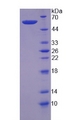 CAPN6 / Calpain 6 Protein - Recombinant Calpain 6 (CAPN6) by SDS-PAGE