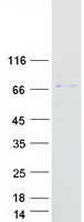 CAPN6 / Calpain 6 Protein - Purified recombinant protein CAPN6 was analyzed by SDS-PAGE gel and Coomassie Blue Staining