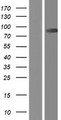 CAPN9 / Calpain 9 Protein - Western validation with an anti-DDK antibody * L: Control HEK293 lysate R: Over-expression lysate