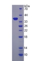 CAPN9 / Calpain 9 Protein - Recombinant Calpain 9 (CAPN9) by SDS-PAGE