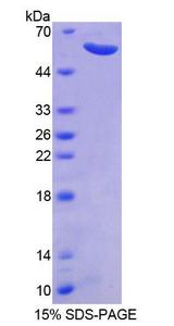 CAPNS1 / CAPN4 Protein - Recombinant  Calpain, Small Subunit 1 By SDS-PAGE