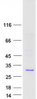CAPNS1 / CAPN4 Protein - Purified recombinant protein CAPNS1 was analyzed by SDS-PAGE gel and Coomassie Blue Staining