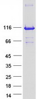CAPRIN1 Protein - Purified recombinant protein CAPRIN1 was analyzed by SDS-PAGE gel and Coomassie Blue Staining