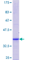 CAPS2 Protein - 12.5% SDS-PAGE Stained with Coomassie Blue.