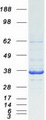 CAPZA1 / CAPZ Alpha 1 Protein - Purified recombinant protein CAPZA1 was analyzed by SDS-PAGE gel and Coomassie Blue Staining