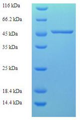 CAPZA2 / CAPZ Alpha 2 Protein