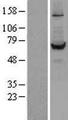 Carboxylesterase 1 / CES1 Protein - Western validation with an anti-DDK antibody * L: Control HEK293 lysate R: Over-expression lysate