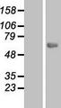 Carboxylesterase 5A / CES5A Protein - Western validation with an anti-DDK antibody * L: Control HEK293 lysate R: Over-expression lysate