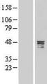 Carboxypeptidase A5 / CPA5 Protein - Western validation with an anti-DDK antibody * L: Control HEK293 lysate R: Over-expression lysate