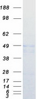 Carboxypeptidase A5 / CPA5 Protein - Purified recombinant protein CPA5 was analyzed by SDS-PAGE gel and Coomassie Blue Staining