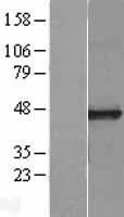 Carboxypeptidase O / CPO Protein - Western validation with an anti-DDK antibody * L: Control HEK293 lysate R: Over-expression lysate
