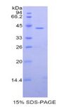 Carboxypeptidase O / CPO Protein - Recombinant Carboxypeptidase O (CPO) by SDS-PAGE
