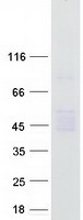 Carboxypeptidase O / CPO Protein - Purified recombinant protein CPO was analyzed by SDS-PAGE gel and Coomassie Blue Staining