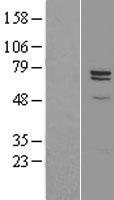 Carboxypeptidase Z / CPZ Protein - Western validation with an anti-DDK antibody * L: Control HEK293 lysate R: Over-expression lysate