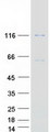 CARD14 Protein - Purified recombinant protein CARD14 was analyzed by SDS-PAGE gel and Coomassie Blue Staining