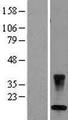 CARD16 / COP Protein - Western validation with an anti-DDK antibody * L: Control HEK293 lysate R: Over-expression lysate