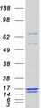 CARD16 / COP Protein - Purified recombinant protein CARD16 was analyzed by SDS-PAGE gel and Coomassie Blue Staining