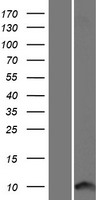 CARD18 / ICEBERG Protein - Western validation with an anti-DDK antibody * L: Control HEK293 lysate R: Over-expression lysate