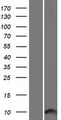 CARD18 / ICEBERG Protein - Western validation with an anti-DDK antibody * L: Control HEK293 lysate R: Over-expression lysate