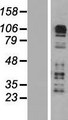CARD6 Protein - Western validation with an anti-DDK antibody * L: Control HEK293 lysate R: Over-expression lysate