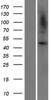 CARD8 / Cardinal / TUCAN Protein - Western validation with an anti-DDK antibody * L: Control HEK293 lysate R: Over-expression lysate