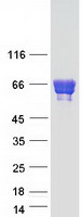 CARD9 Protein - Purified recombinant protein CARD9 was analyzed by SDS-PAGE gel and Coomassie Blue Staining
