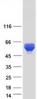 CARD9 Protein - Purified recombinant protein CARD9 was analyzed by SDS-PAGE gel and Coomassie Blue Staining