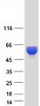 CARD9 Protein - Purified recombinant protein CARD9 was analyzed by SDS-PAGE gel and Coomassie Blue Staining