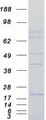 Carom / FCHSD2 Protein - Purified recombinant protein FCHSD2 was analyzed by SDS-PAGE gel and Coomassie Blue Staining