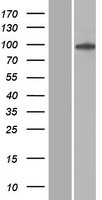 CARS1 / CARS Protein - Western validation with an anti-DDK antibody * L: Control HEK293 lysate R: Over-expression lysate