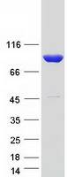 CARS1 / CARS Protein - Purified recombinant protein CARS was analyzed by SDS-PAGE gel and Coomassie Blue Staining