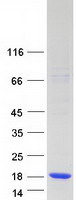 CARTPT / CART Protein - Purified recombinant protein CARTPT was analyzed by SDS-PAGE gel and Coomassie Blue Staining