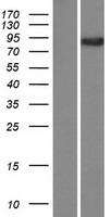 CASC1 Protein - Western validation with an anti-DDK antibody * L: Control HEK293 lysate R: Over-expression lysate