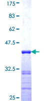 CASC3 / MLN51 Protein - 12.5% SDS-PAGE Stained with Coomassie Blue.