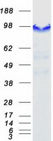 CASC3 / MLN51 Protein - Purified recombinant protein CASC3 was analyzed by SDS-PAGE gel and Coomassie Blue Staining