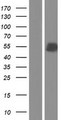 CASC4 Protein - Western validation with an anti-DDK antibody * L: Control HEK293 lysate R: Over-expression lysate