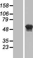 CASC4 Protein - Western validation with an anti-DDK antibody * L: Control HEK293 lysate R: Over-expression lysate