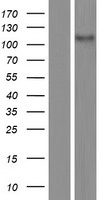CASKIN2 Protein - Western validation with an anti-DDK antibody * L: Control HEK293 lysate R: Over-expression lysate