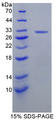 CASP10 / Caspase 10 Protein - Recombinant  Caspase 10 By SDS-PAGE