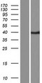 CASP12 / Caspase 12 Protein - Western validation with an anti-DDK antibody * L: Control HEK293 lysate R: Over-expression lysate
