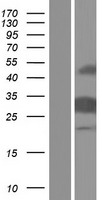 CASP14 / Caspase 14 Protein - Western validation with an anti-DDK antibody * L: Control HEK293 lysate R: Over-expression lysate