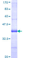 CASP14 / Caspase 14 Protein - 12.5% SDS-PAGE Stained with Coomassie Blue.
