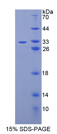 CASP14 / Caspase 14 Protein - Recombinant  Caspase 14 By SDS-PAGE