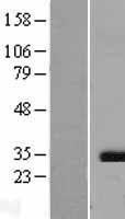 CASP3 / Caspase 3 Protein - Western validation with an anti-DDK antibody * L: Control HEK293 lysate R: Over-expression lysate